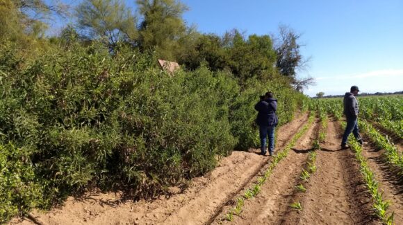 Por daño irreversible propietario de La Uva, Guasave, Sinaloa, pide al Cabildo retirar estatus de reserva ecológica