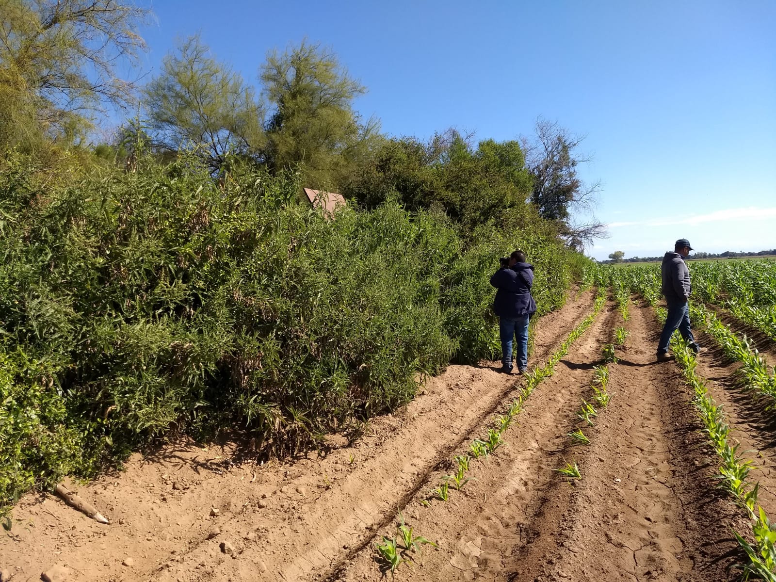La Uva, Guasave, Sinaloa