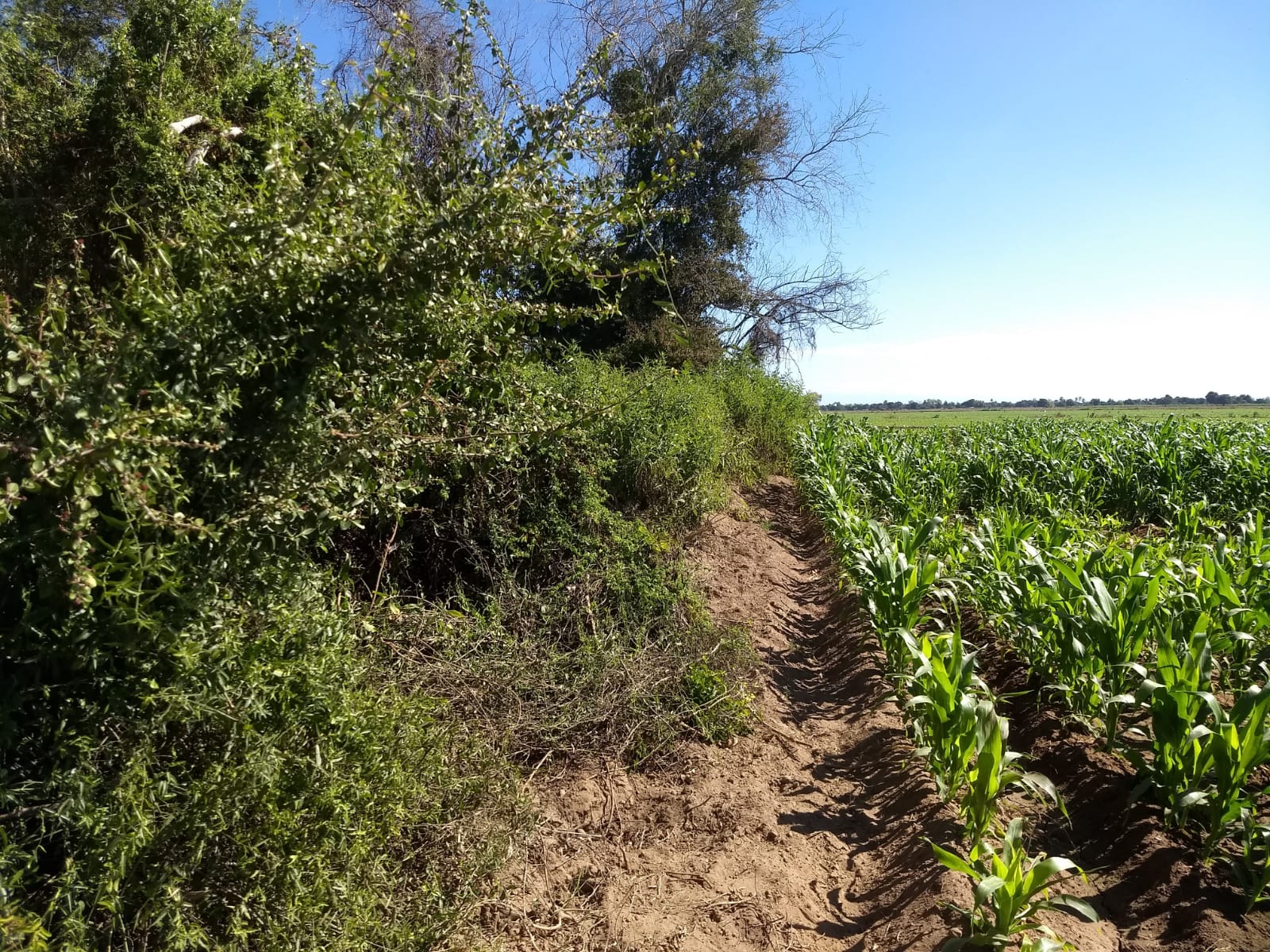 La Uva, Guasave, Sinaloa