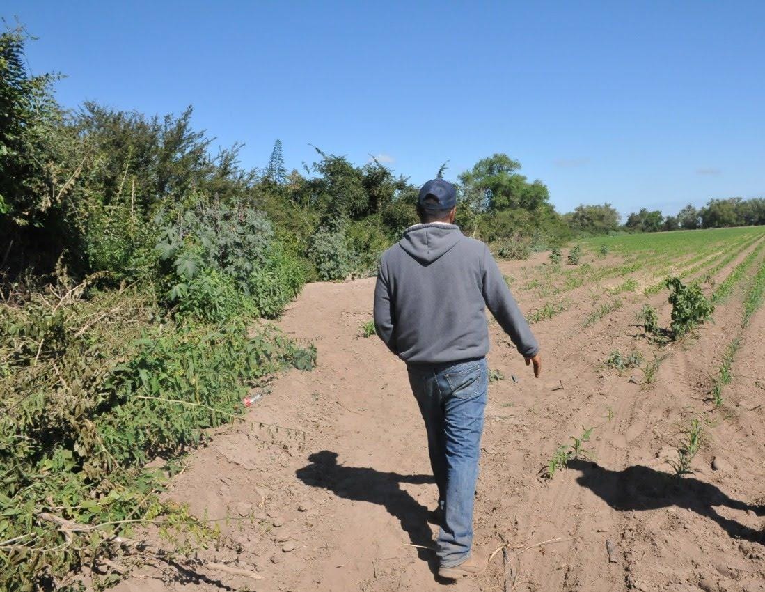 La Uva, Guasave, Sinaloa