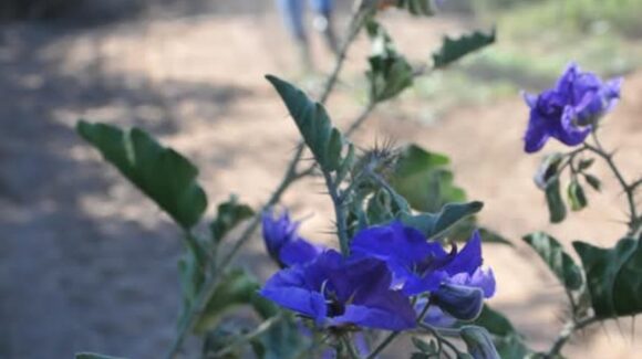 La Uva, Guasave, Sinaloa: el oasis ecológico cuya destrucción quedó documentada