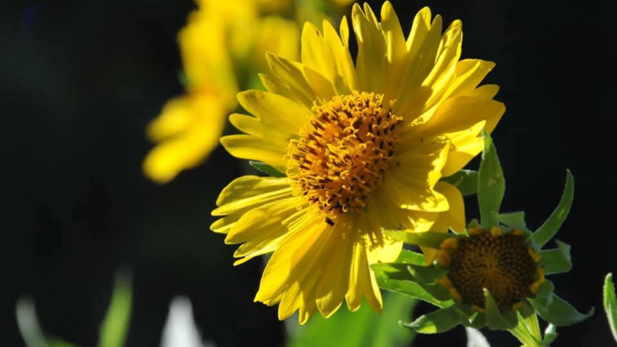 la uva guasave sinaloa el oasis ecologico flor
