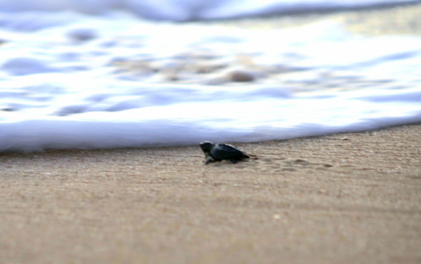 liberan tortugas en Mazatlán