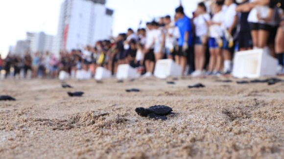 ‘Viven una experiencia inolvidable con el mar’, integrantes del Cabildo Infantil 2025 y estudiantes liberan tortugas en Mazatlán, Sinaloa