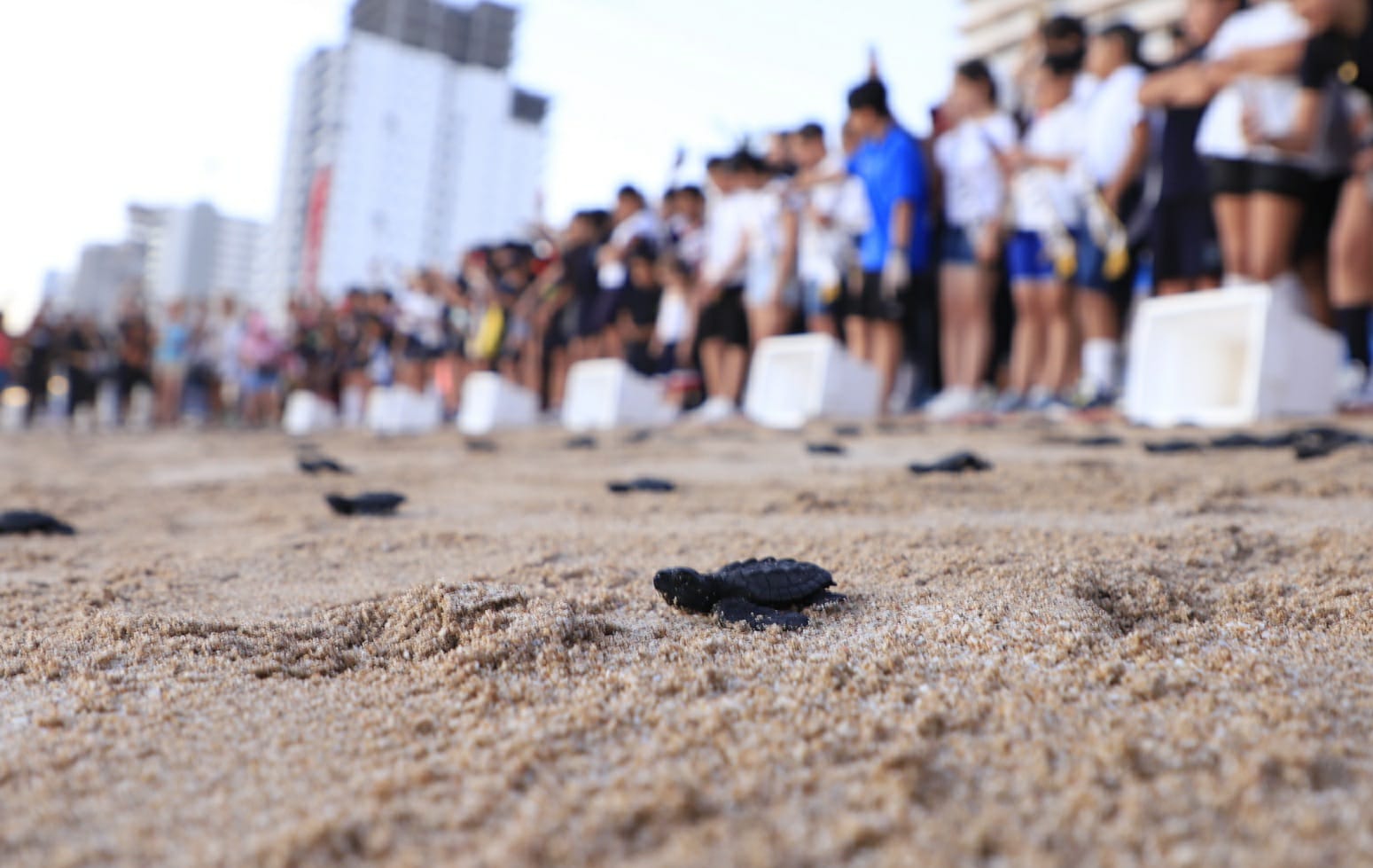 liberan tortugas en Mazatlán