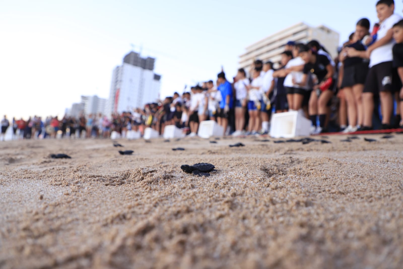 integrantes del Cabildo Infantil 2025 y estudiantes liberan tortugas en Mazatlán