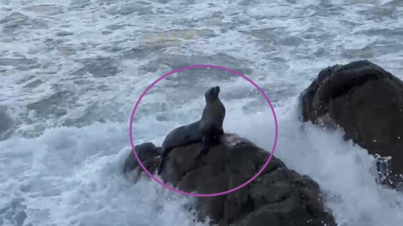 ‘Un saludo amigable en playas de Mazatlán, Sinaloa’, lobo marino causa ternura al aparecer en la orilla de zona costera
