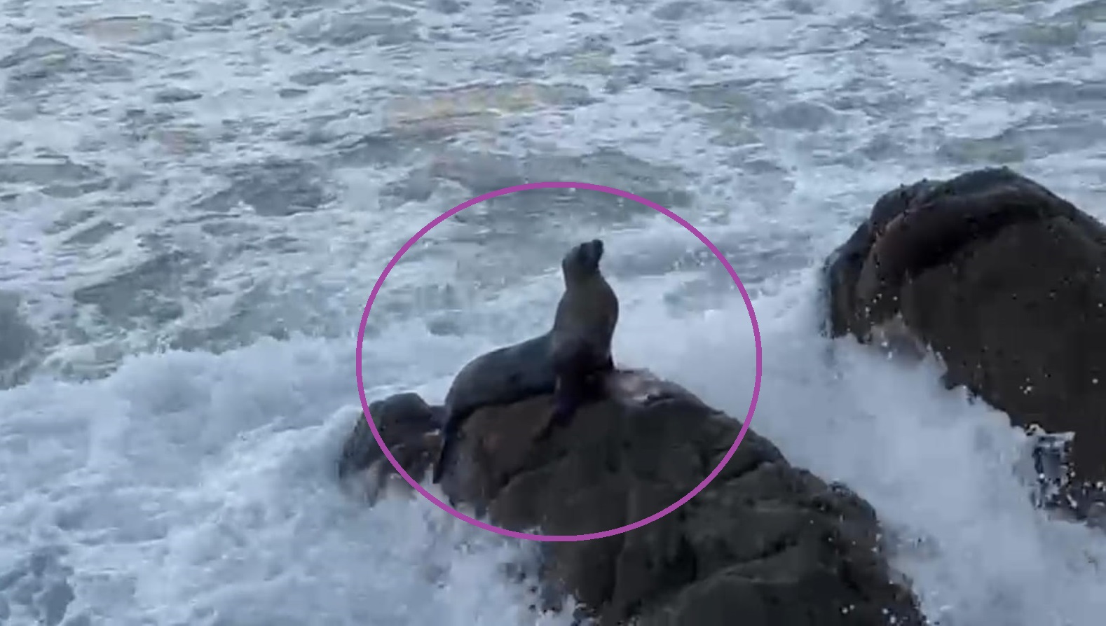 lobo marino visto en mazatlan sinaloa