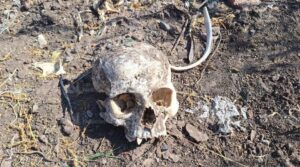 localizan un craneo y restos oseos humanos en la palma navolato sinaloa