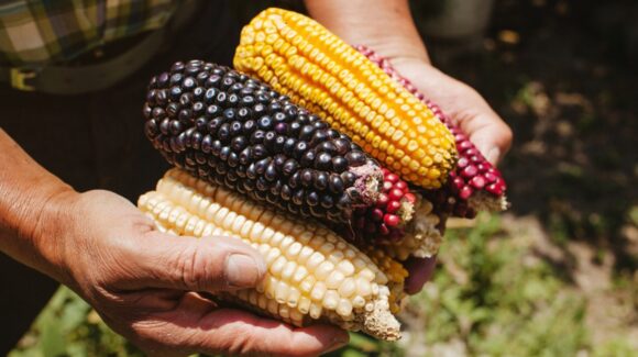 Presentan ‘El maíz es la raíz’ para el rescate y fortalecimiento de la producción del maíz nativo