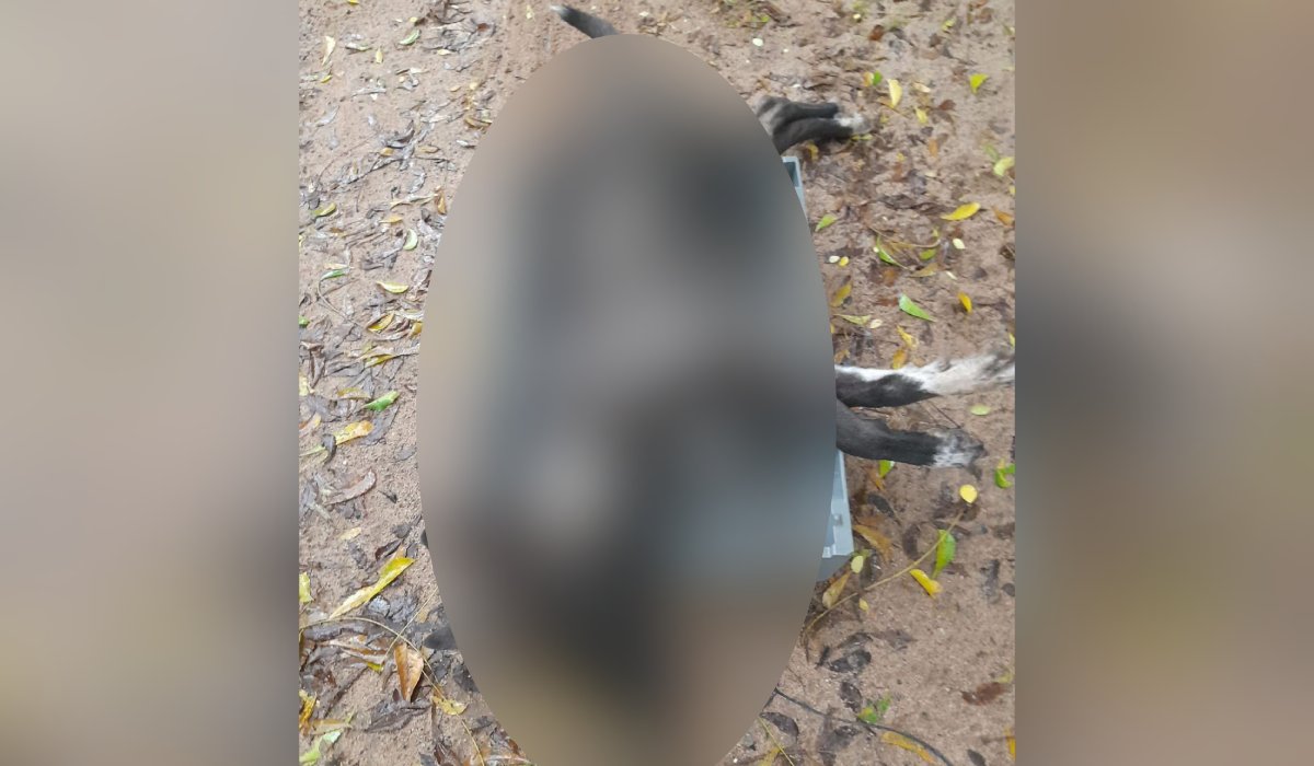 Perro envenenado en Choix, Sinaloa