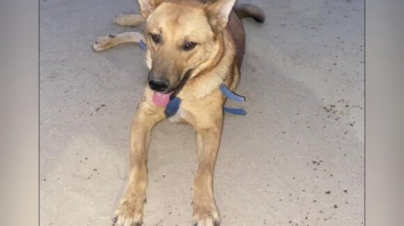 Envenenan al perrito “Chuky” y a 12 caninos más en la cabecera municipal de Choix, Sinaloa
