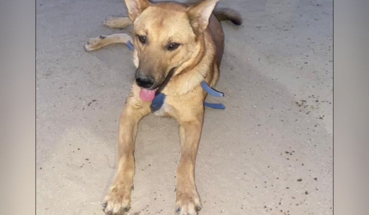 Toby, perrito envenenado en Choix, Sinaloa