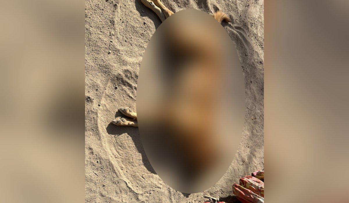 Perro envenenado en Choix, Sinaloa