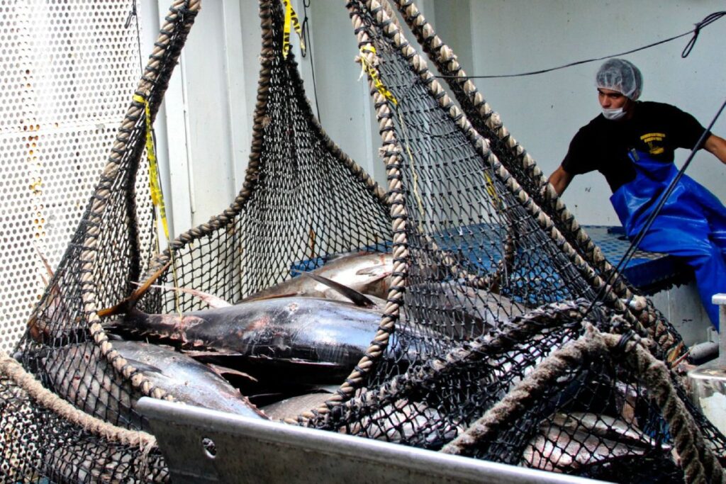 pesca en altamar
