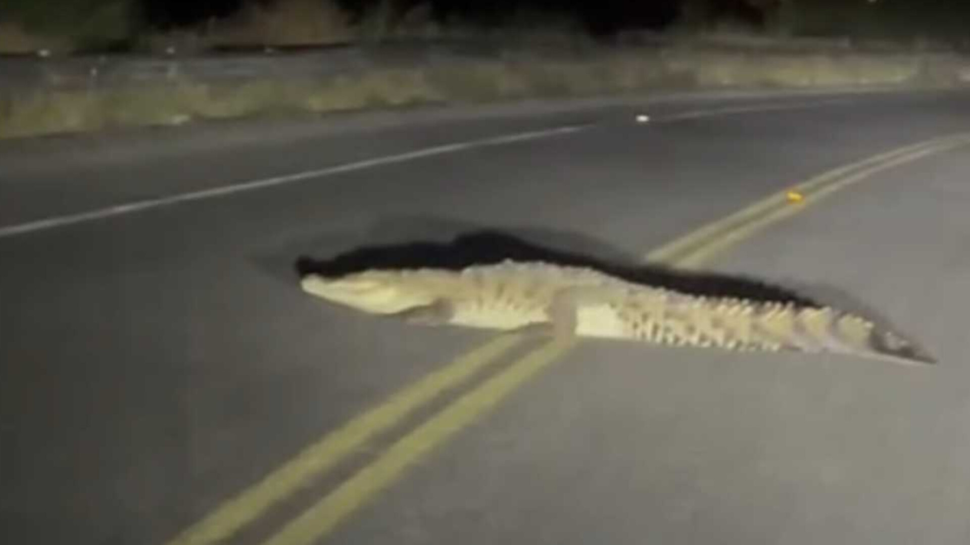 profepa busca reubicar a cocodrilo de laguna cercana a las glorias