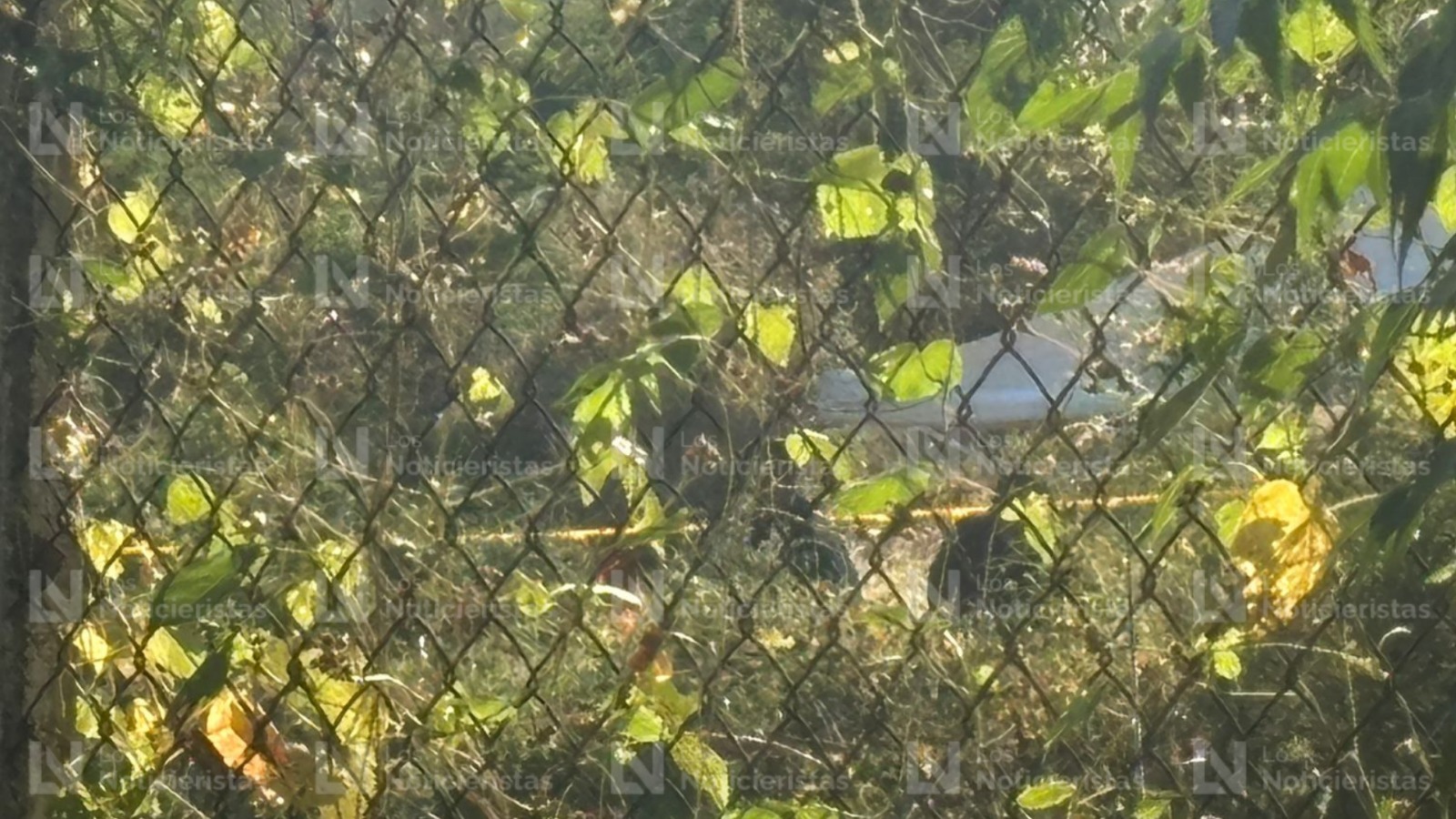 Localizan restos óseos calcinados en un predio de Huertos del Pedregal en Bellavista de Culiacancito