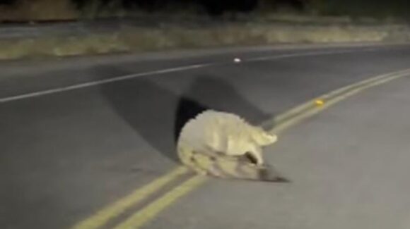 ¡Se subió a la carretera! Graban a enorme cocodrilo sobre la carretera a Las Glorias, en Guasave, Sinaloa
