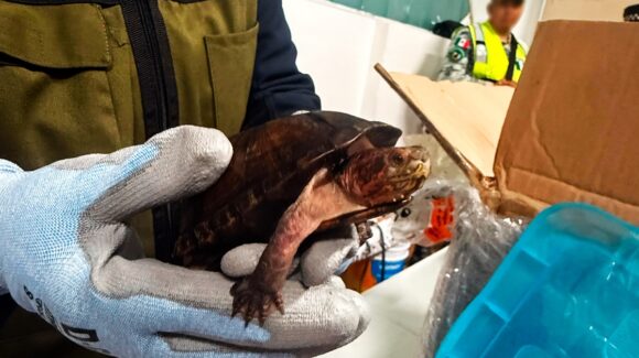Rescatan más de 700 tortugas en Aeropuerto de Tijuana; iban en cajas de ‘cosméticos’