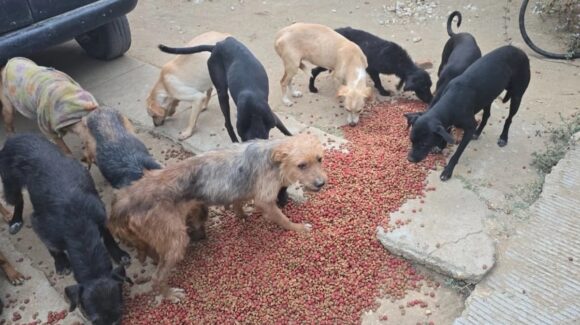 ¡Ya hay un detenido! Rescatan 65 perros en un rastro clandestino en Oaxaca