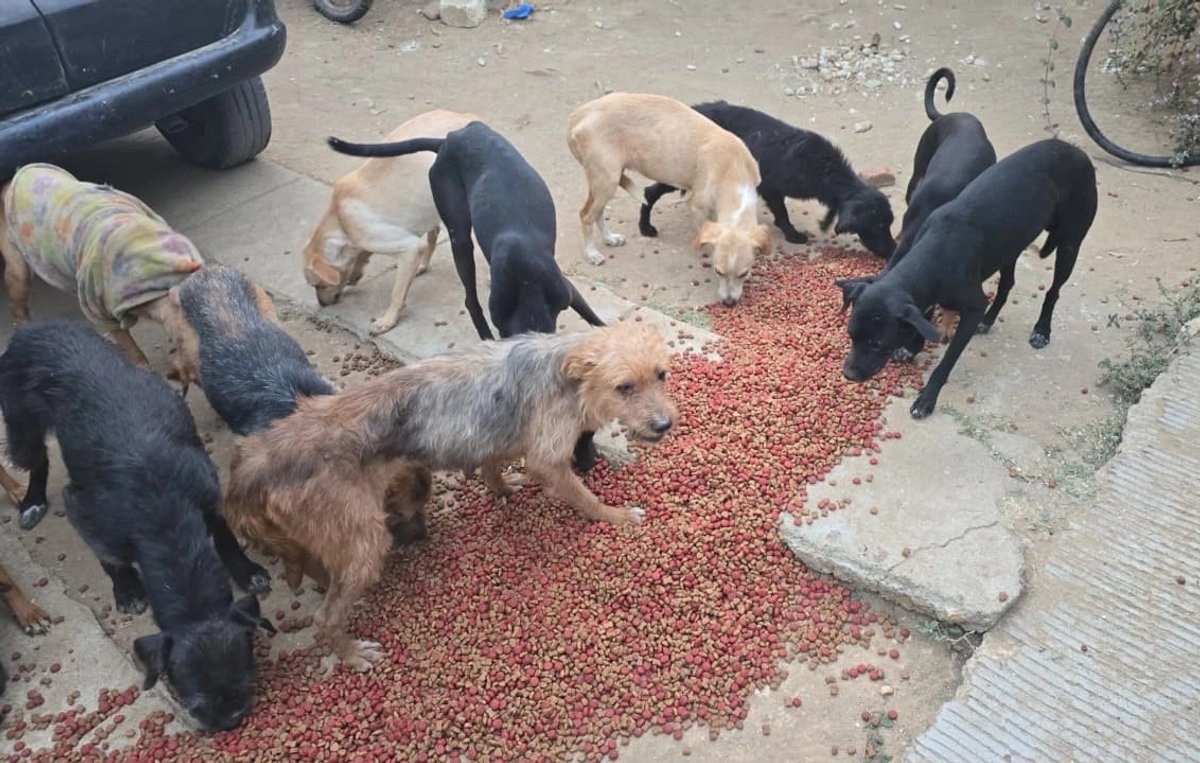 65 perritos rescatados en Oaxaca