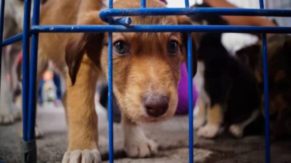 CDMX prohíbe exhibir perros y gatos en jaulas o vitrinas: así serán las adopciones y las multas
