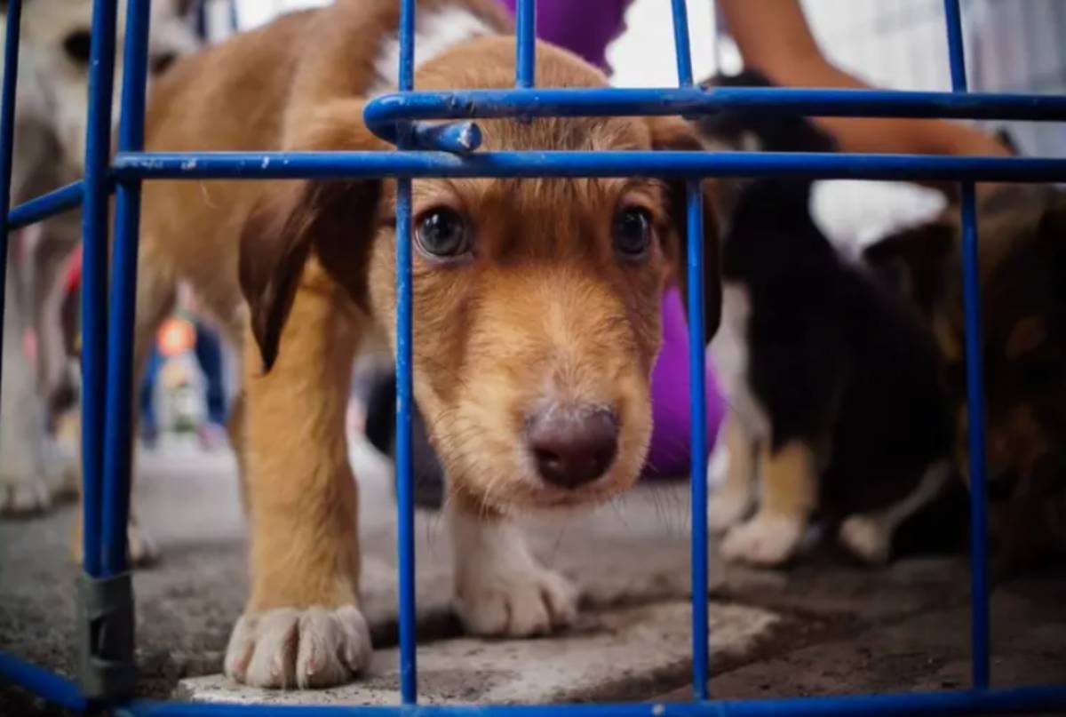 CDMX prohíbe exhibir perros y gatos en jaulas o vitrinas