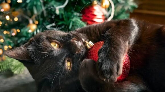 Evita que tu gato derribe el árbol de Navidad con estos consejos prácticos