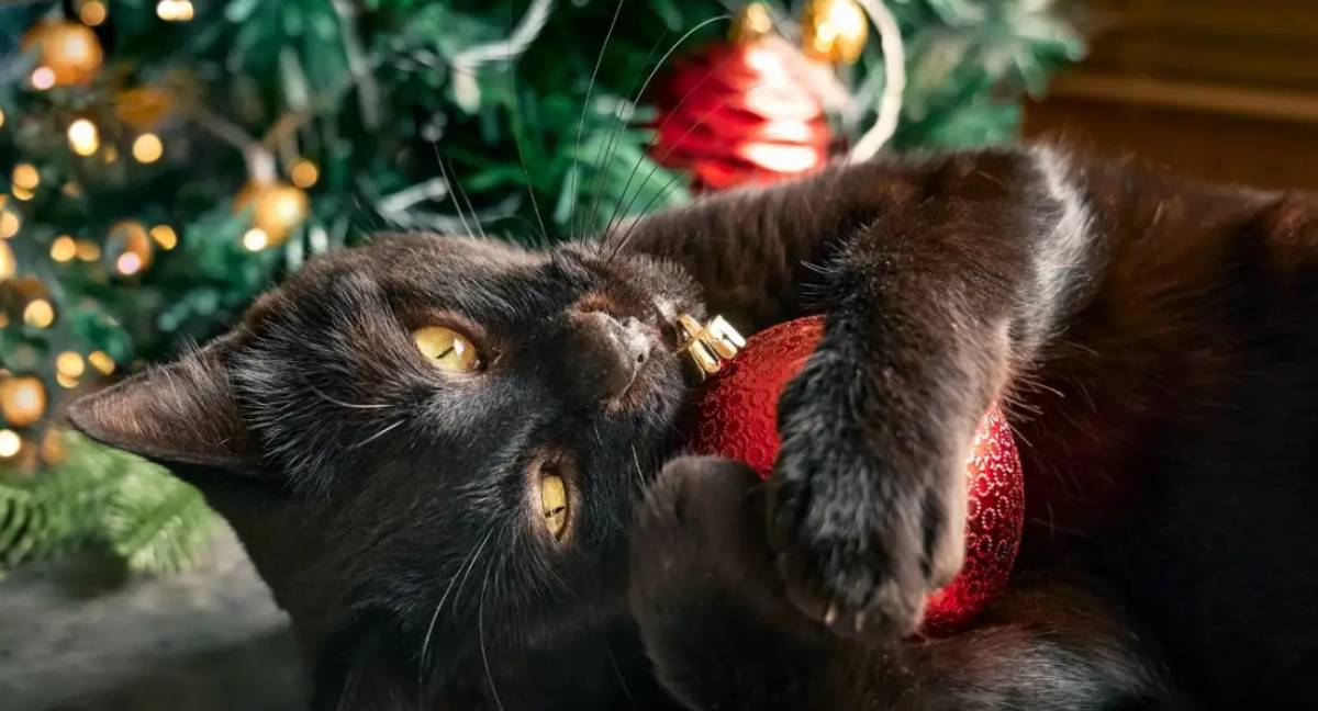 Evita que tu gato derribe el árbol de Navidad con estos consejos prácticos