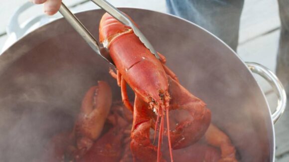 Reino Unido prohibirá cocer vivas langostas y cangrejos para reducir el sufrimiento animal