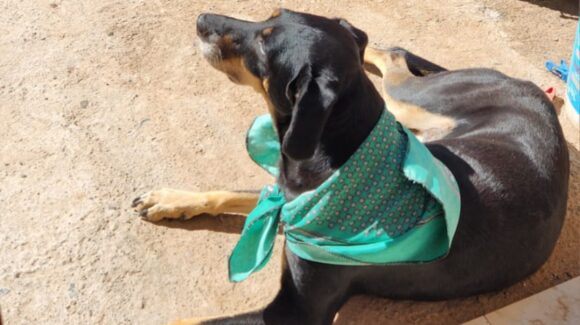AMAC necesita héroes de invierno: piden cobijitas y alimento para 22 perritos rescatados, en Guasave, Sinaloa