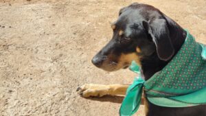 amac necesita heroes de invierno en guasave