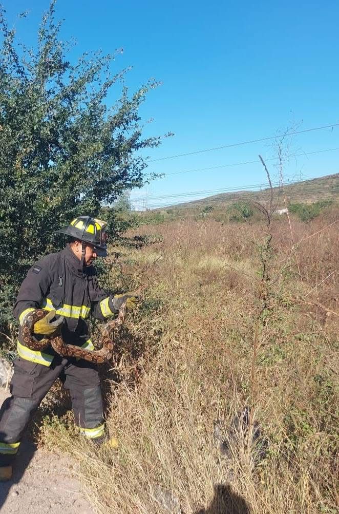 aparece serpiente en comercio de mazatlan