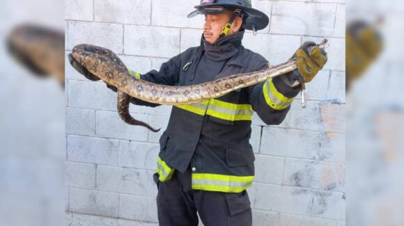 ¡Una serpiente! Fue encontrada en negocio de Santa Fe y la reubican en zona segura en Mazatlán, Sinaloa