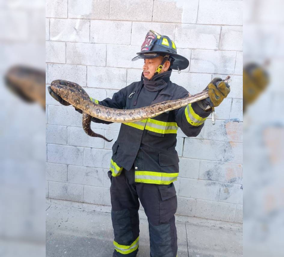 aparece serpiente en comercio de mazatlan