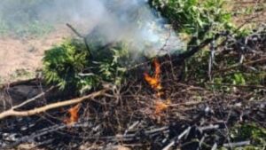 aseguran y destruyen hectarea de mariguana al sur de culiacan sin