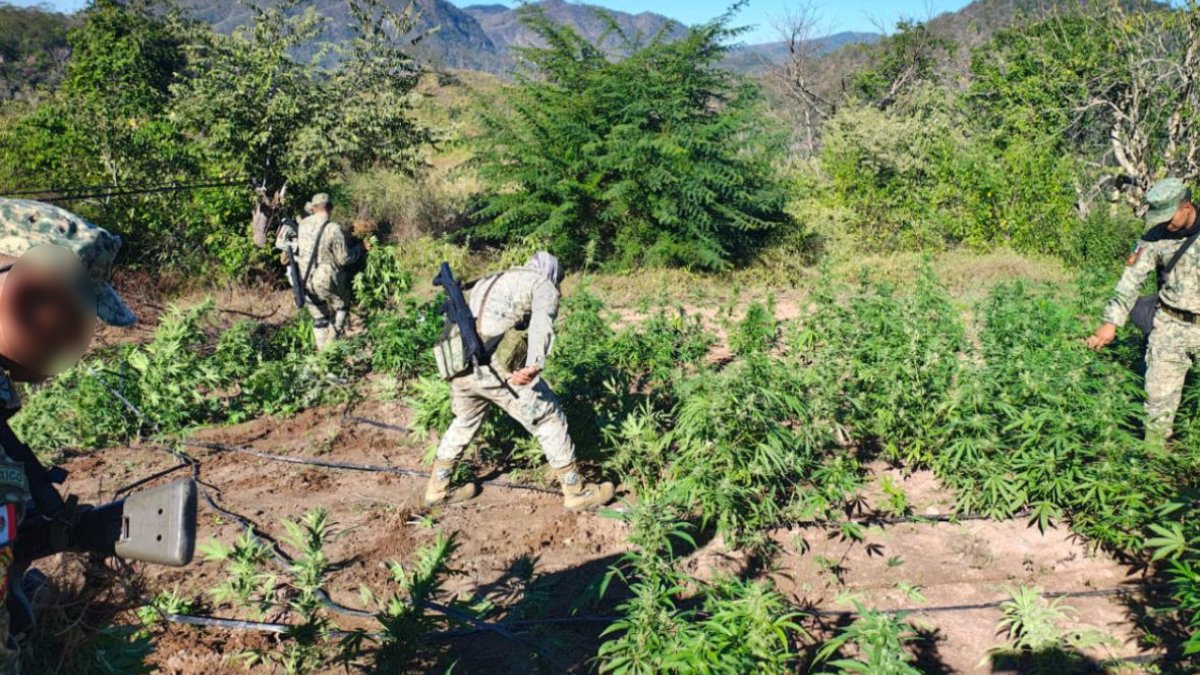 aseguran y destruyen hectarea de mariguana al sur de culiacan