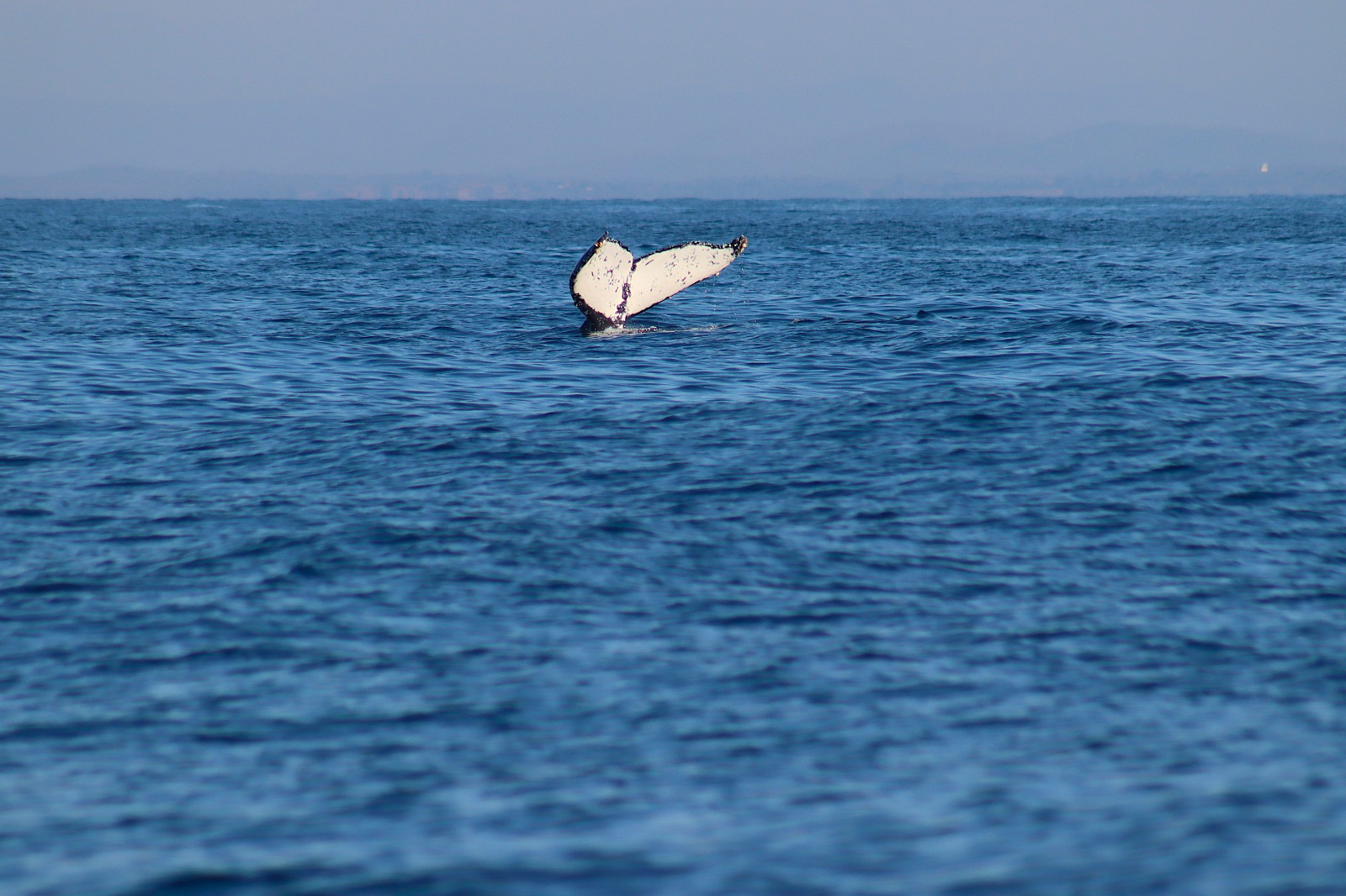avistamiento de ballenas en mazatlan
