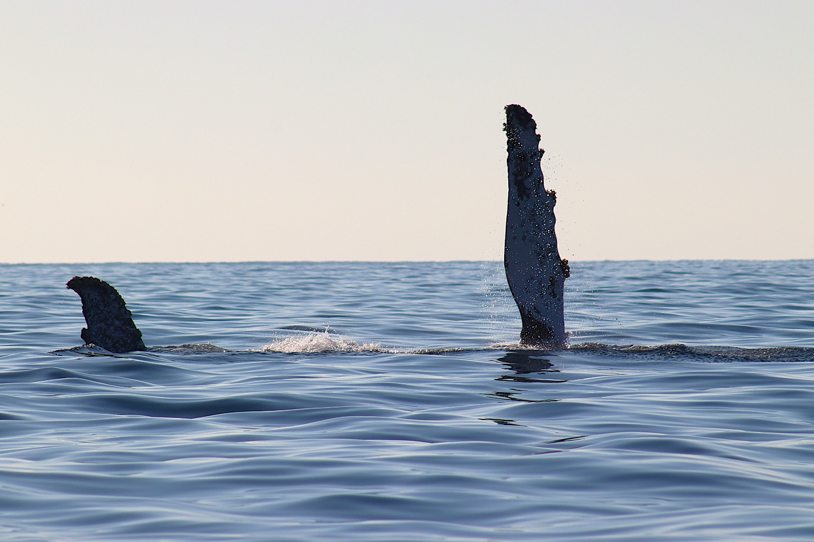 avistamiento de ballenas en mazatlan