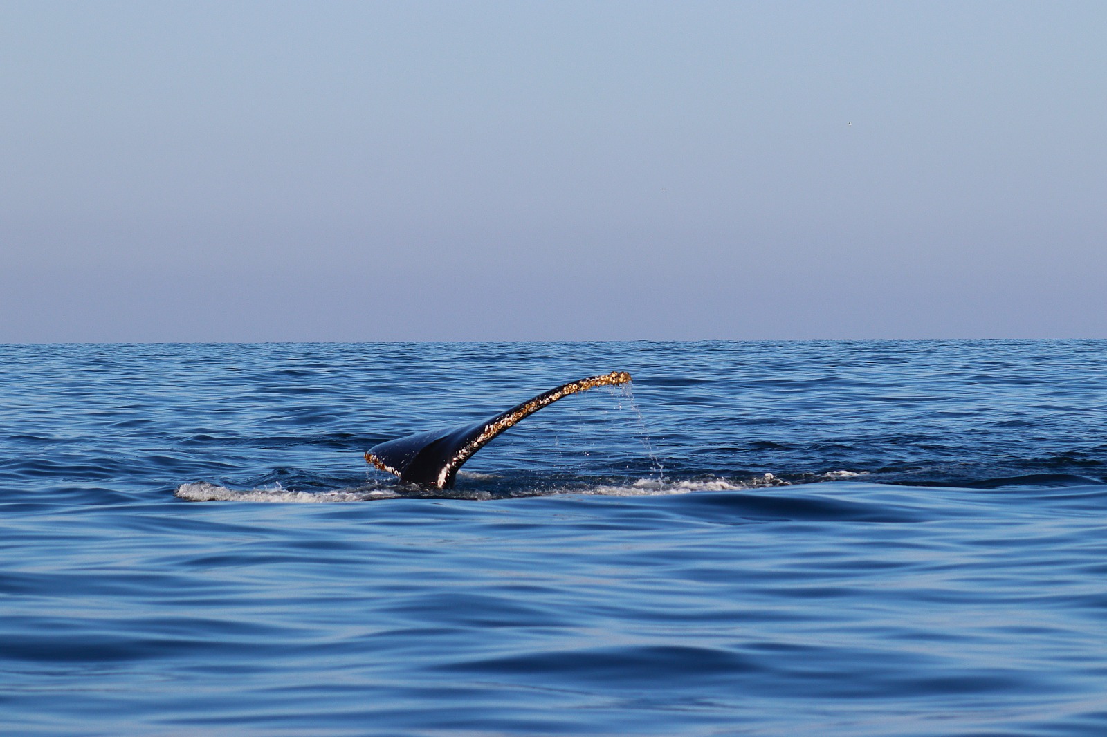 avistamiento de ballenas en mazatlan