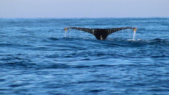 Entre ballenas, delfines y amaneceres: así se vive la temporada de avistamientos en Mazatlán