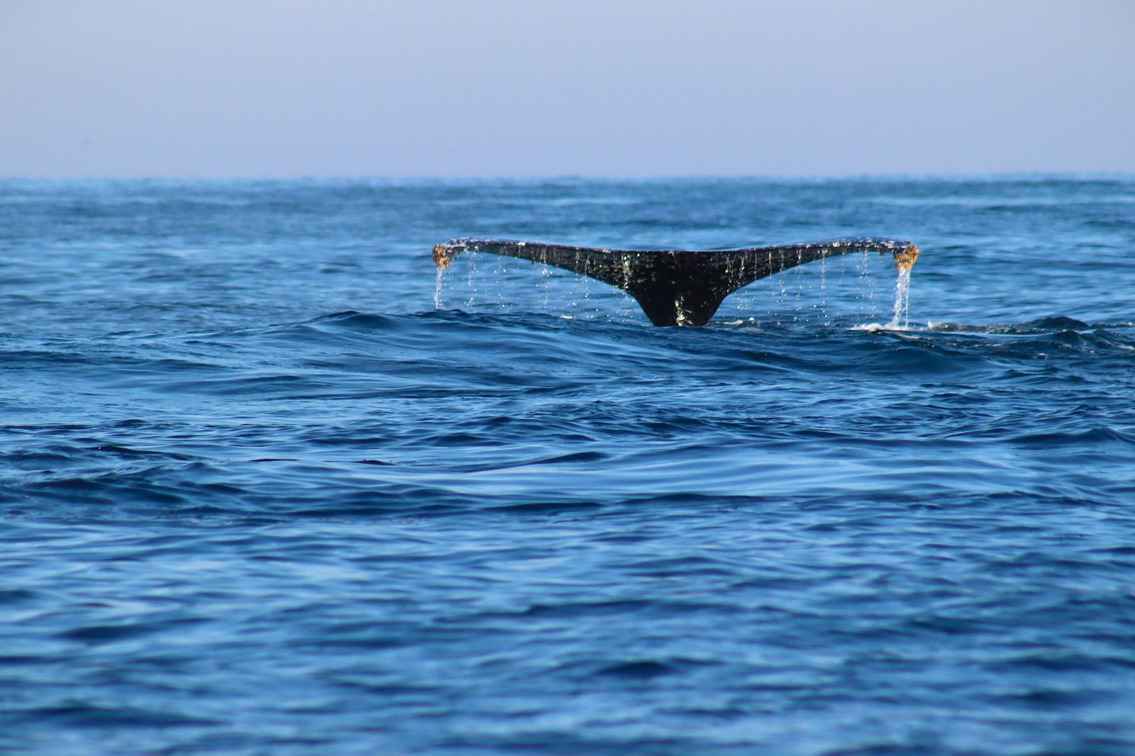 avistamiento de ballenas en mazatlan