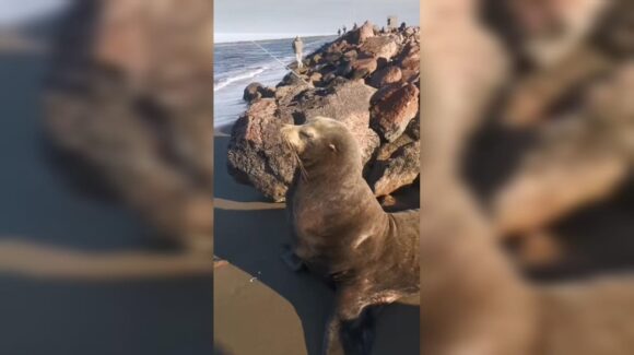 “Hay que respetar su espacio”, advierte Protección Civil tras avistamientos constantes de lobo marino en Guasave, Sinaloa