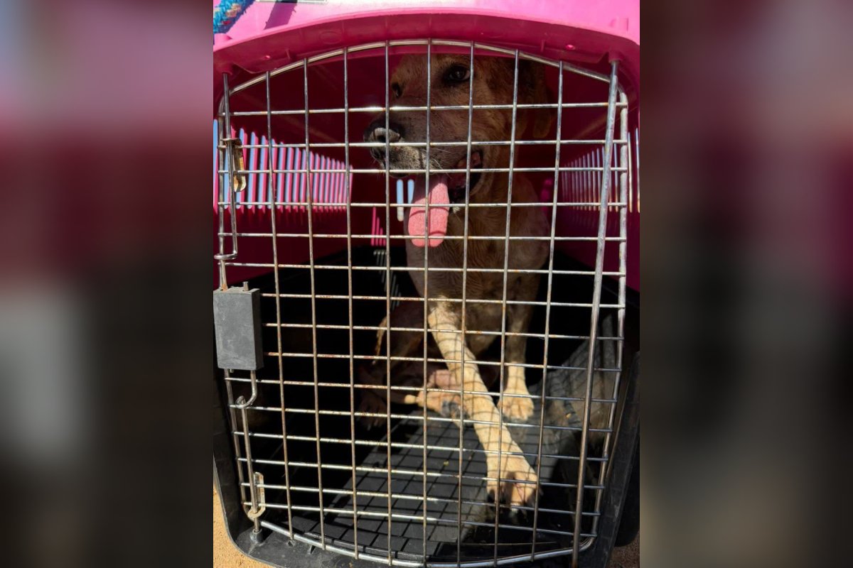 Bomberos Mazatlán rescatan perrito de un pozo