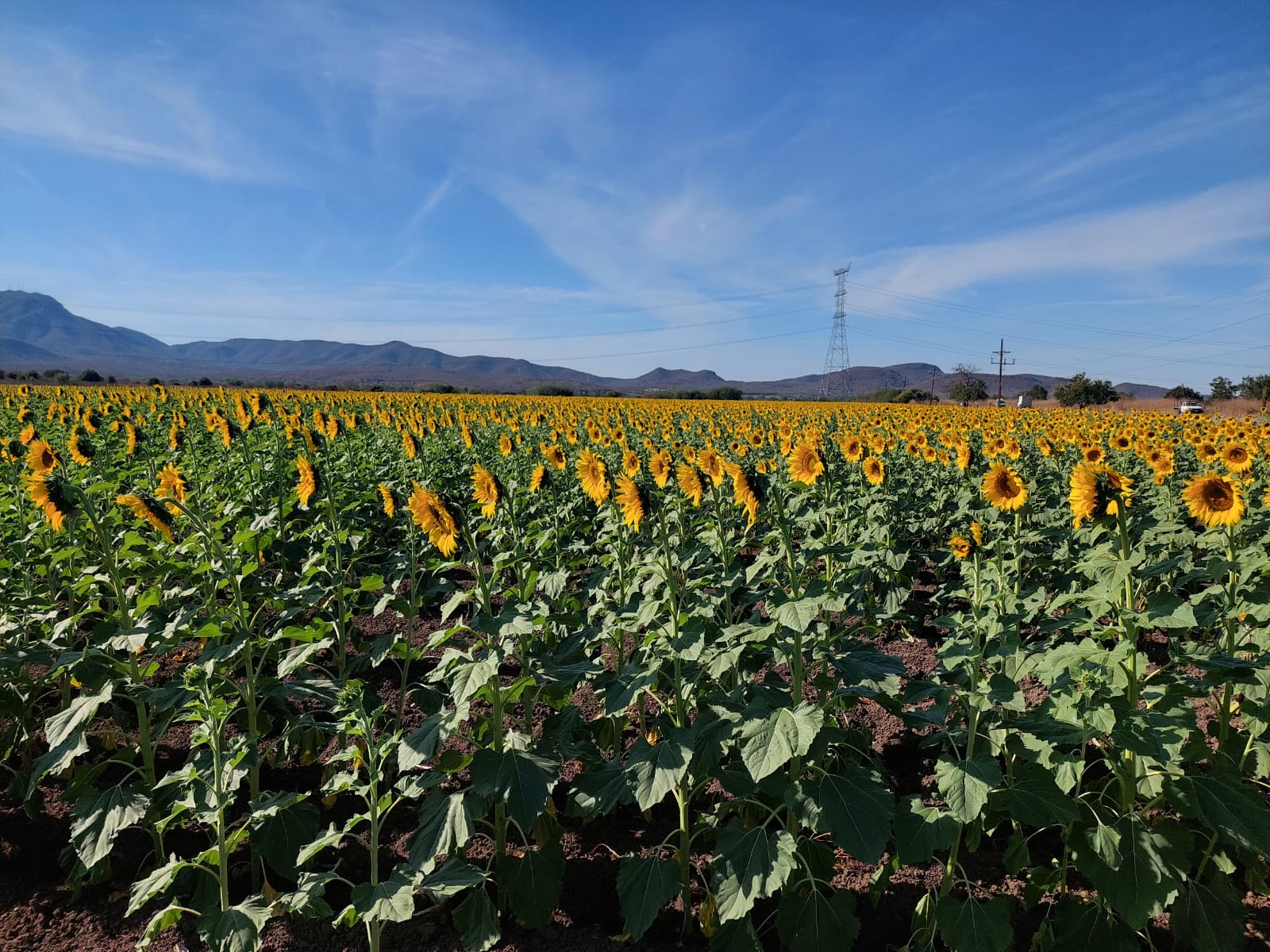 Campo de Girasoles en Mocorito