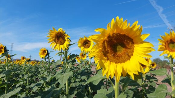 ¡Prepárate! Listo el Campo de Girasoles en Mocorito para recibir a sus visitantes en esta temporada decembrina