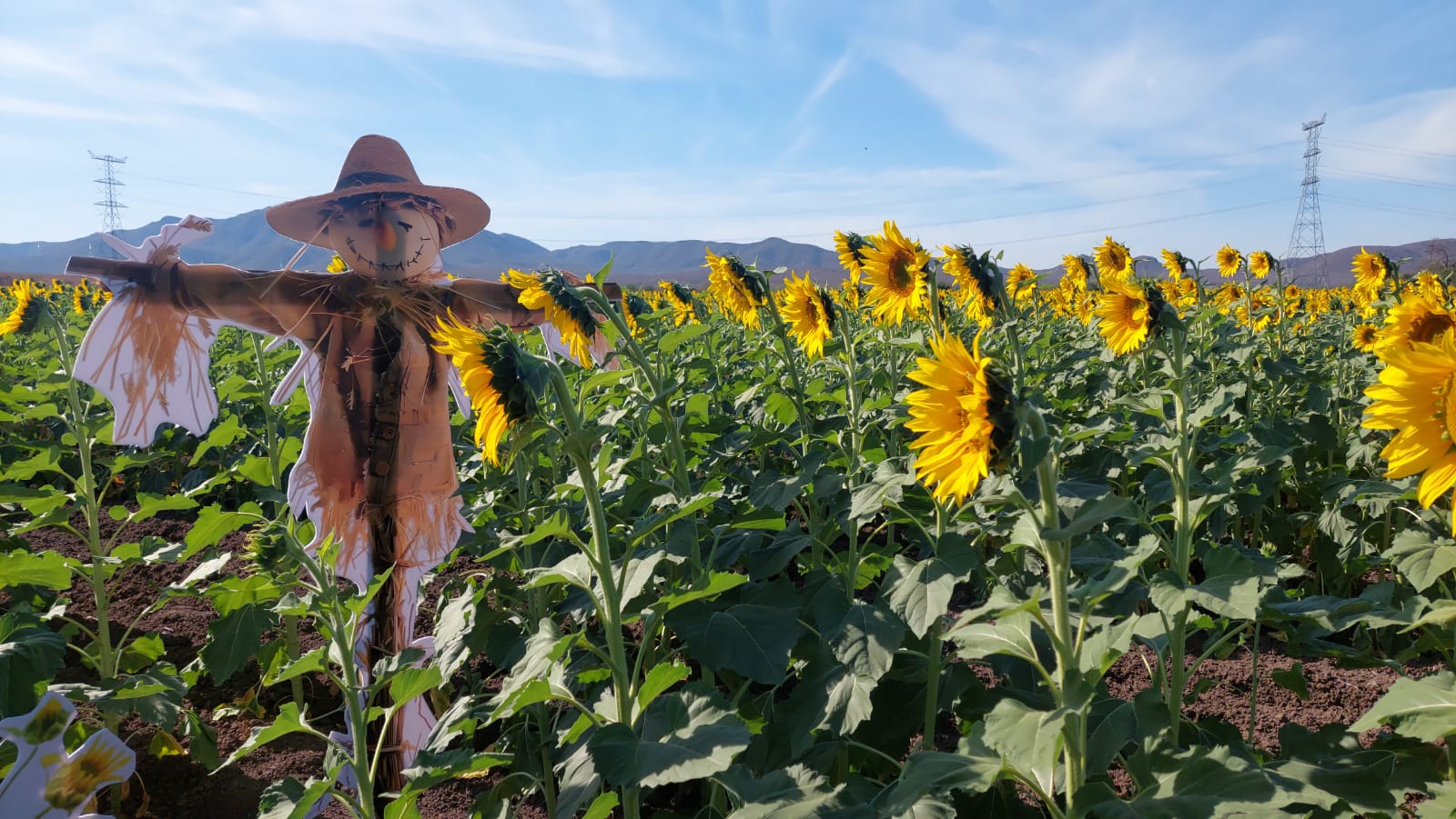 Campo de Girasoles en Mocorito