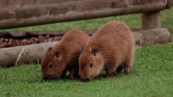 Luna y Tostadito son los nombres de los dos nuevos capibaras que llegaron al Zoológico de Culiacán