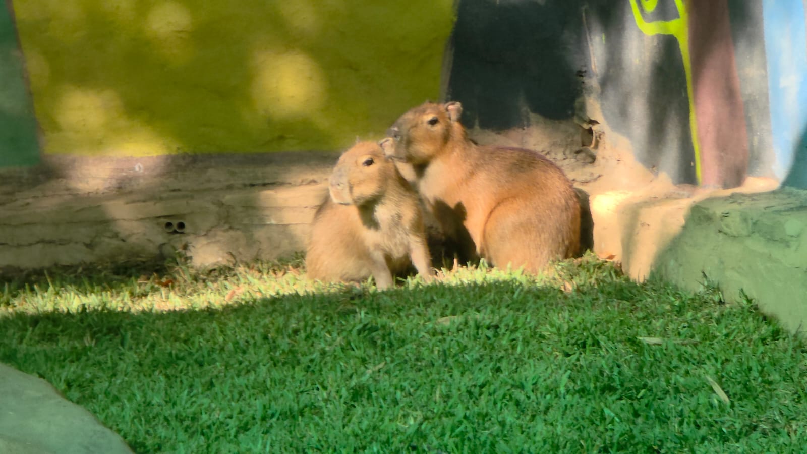 Capibaras en el Zoológico de Culiacán