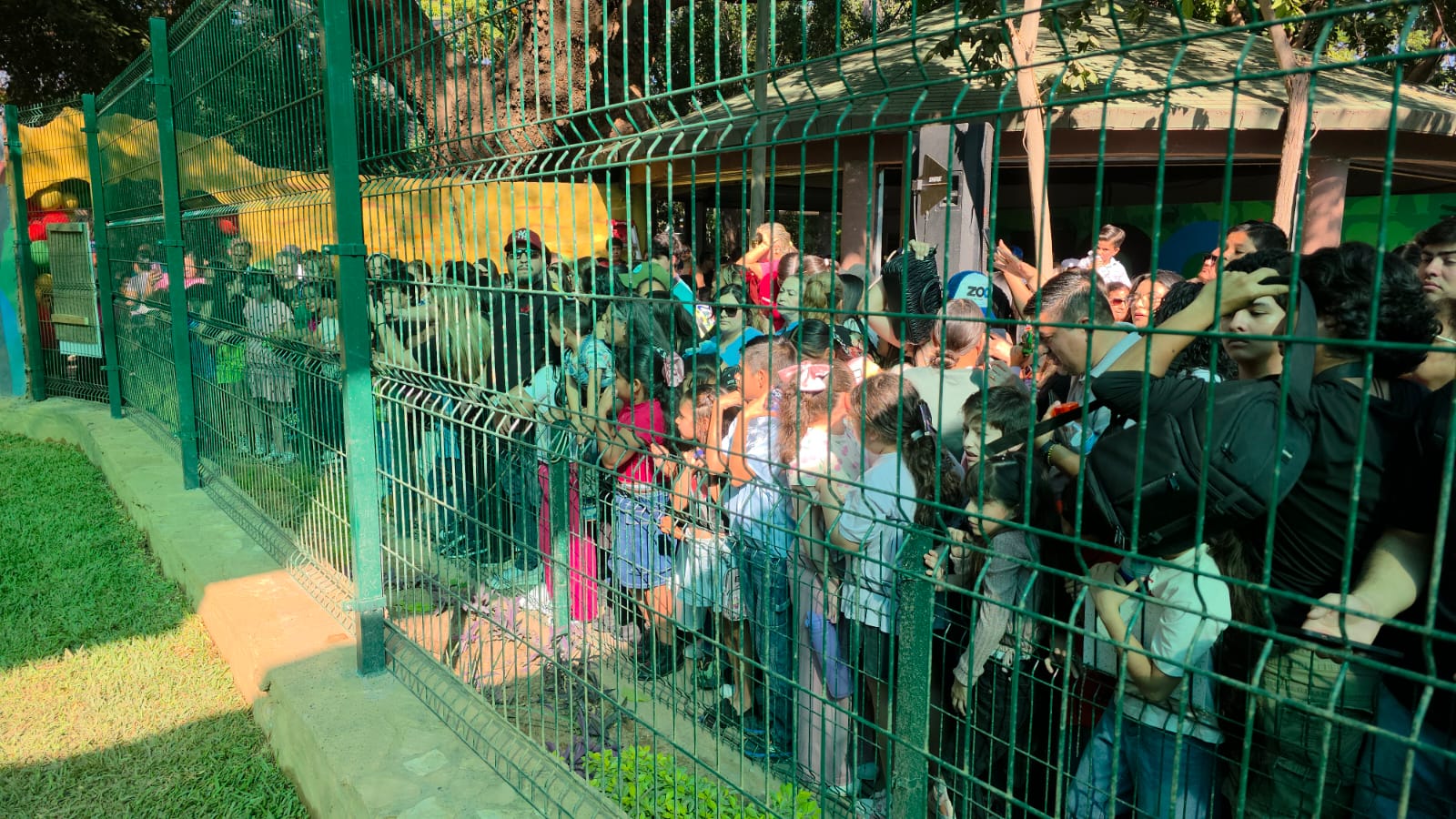 Familias acudieron a dar la bienvenida a los capibaras en el Zoológico de Culiacán